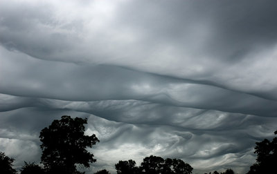 asperatus-1.jpg